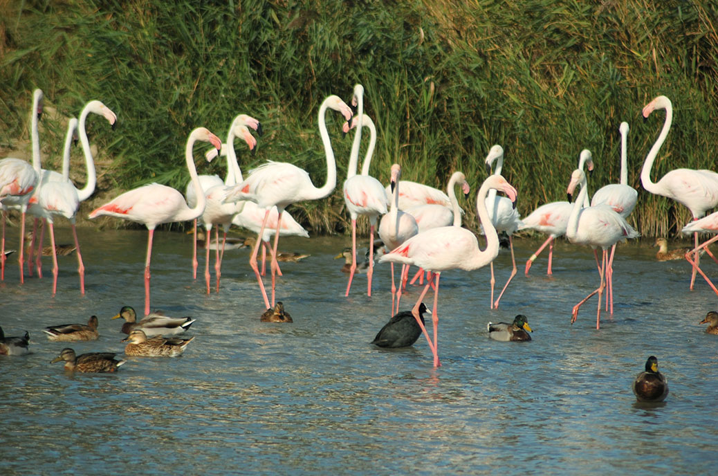 flamingos-camargue