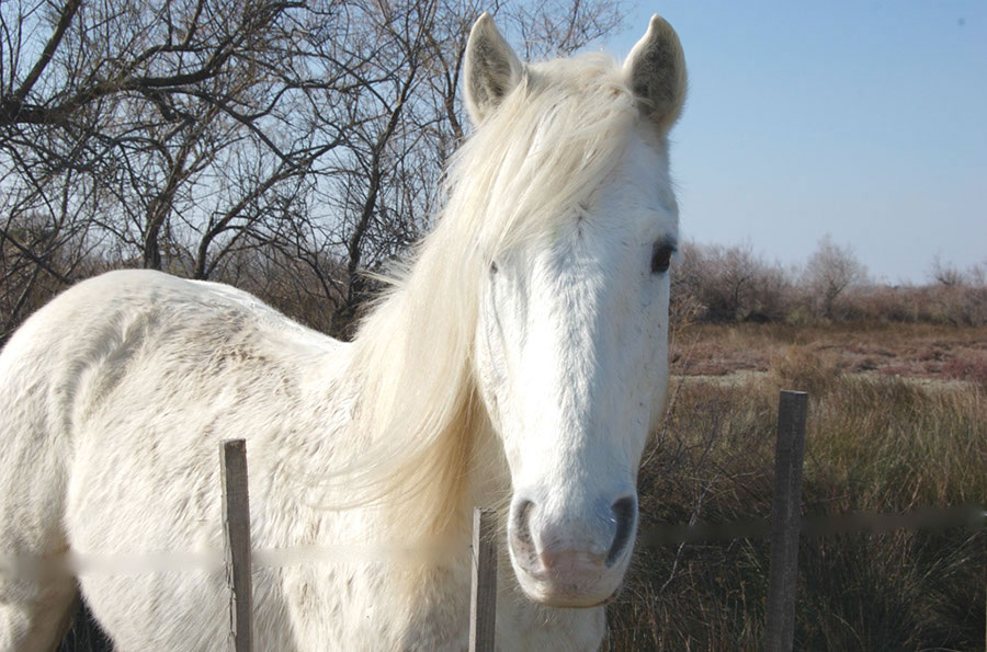 horse-camargue