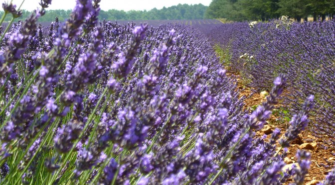 lavander-in-provence