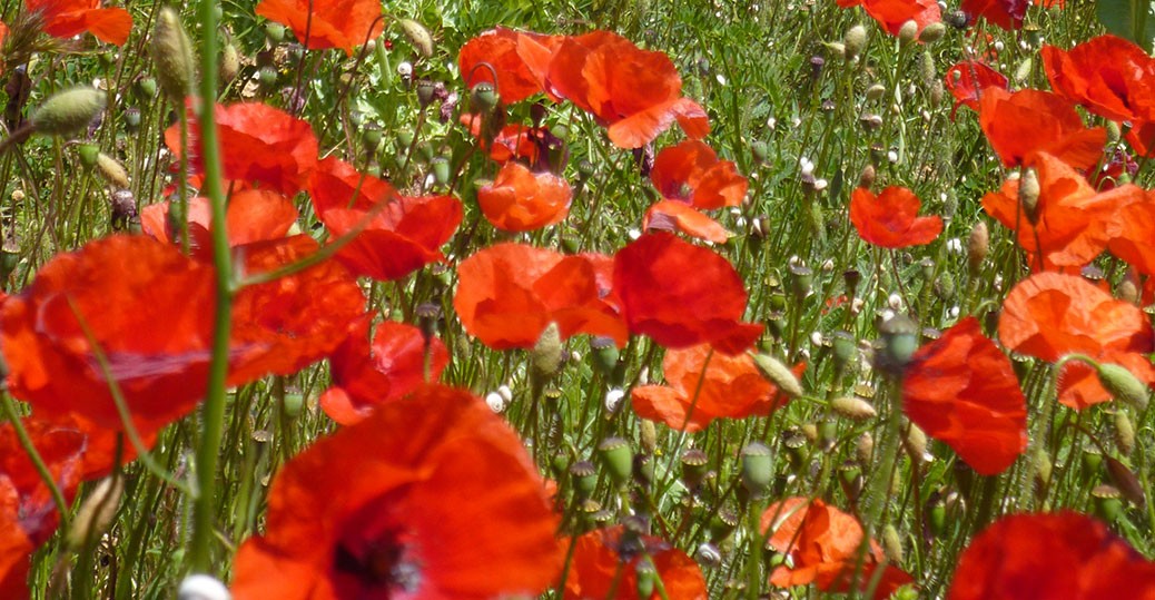 poppies