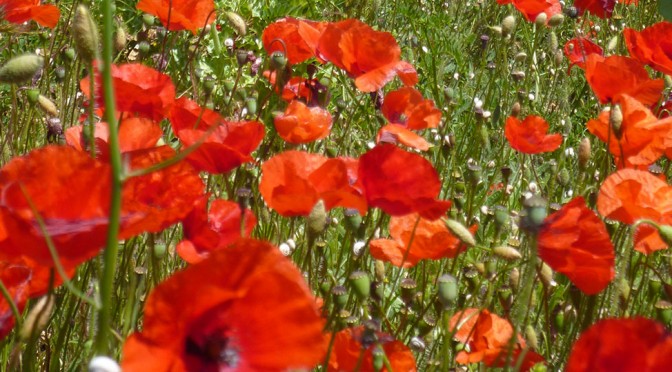 poppies