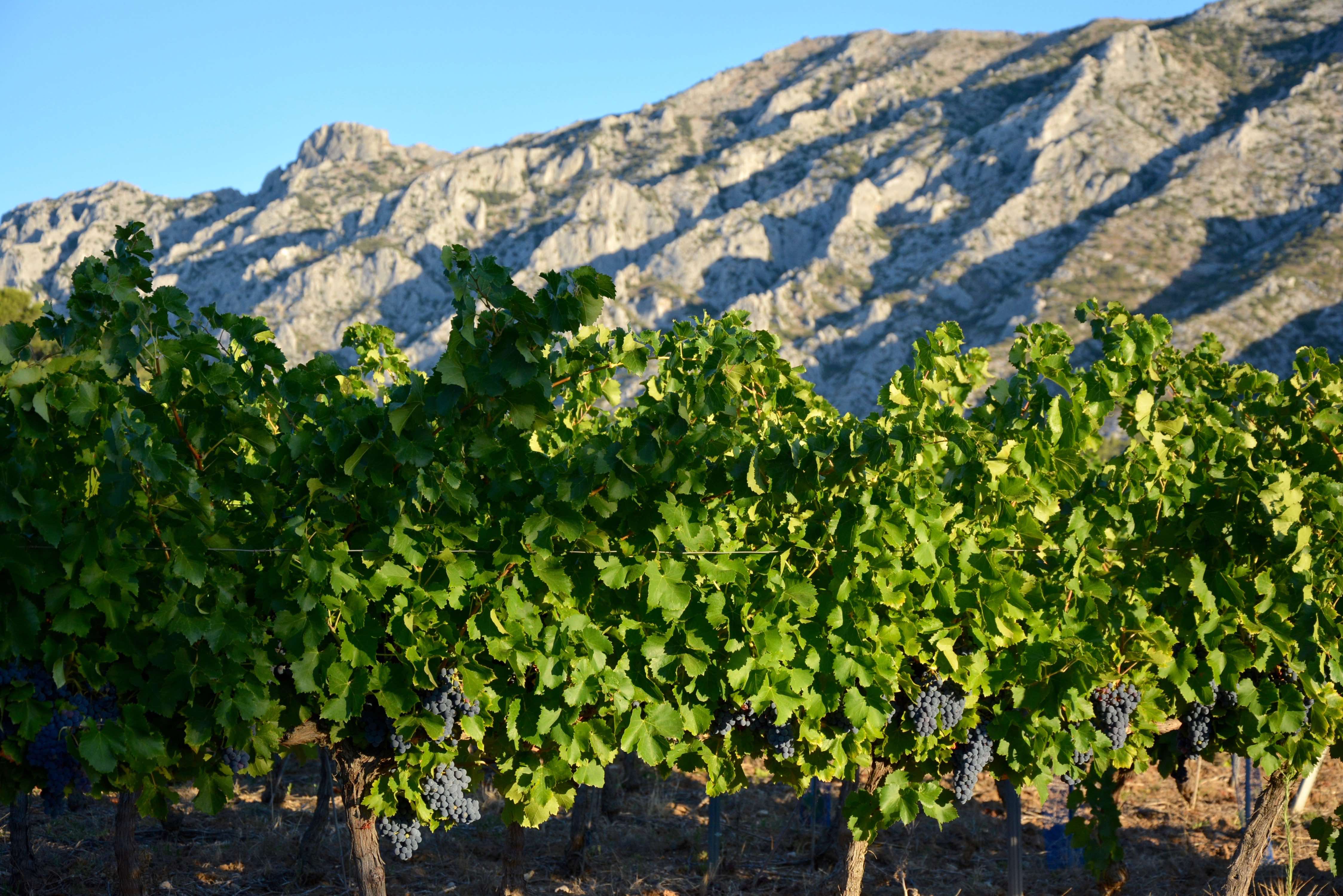 vendanges2016dsc_0760