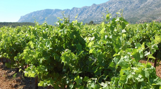 Vins de Provence, Sainte Victoire,