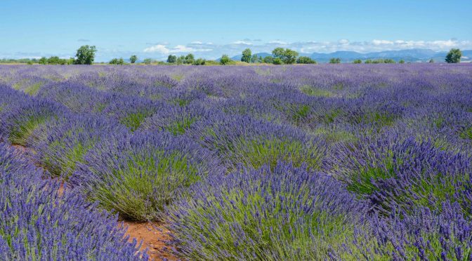 Lavender in Provence. La Lavande en Provence