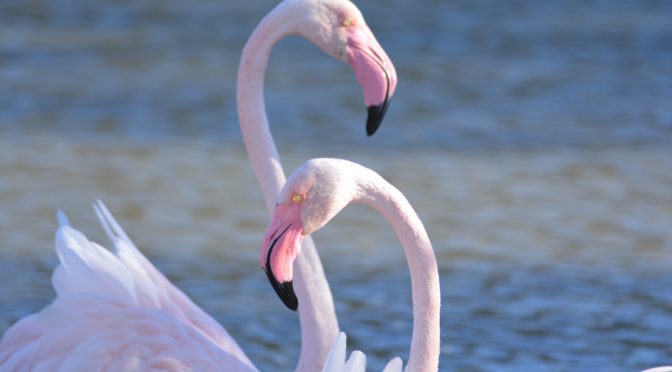 Visites guidées et observations des oiseaux