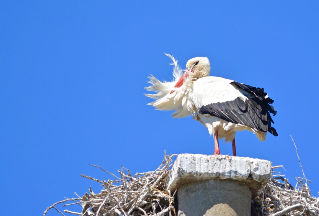 Visites guidées et observations des oiseaux - Cécile's Blog