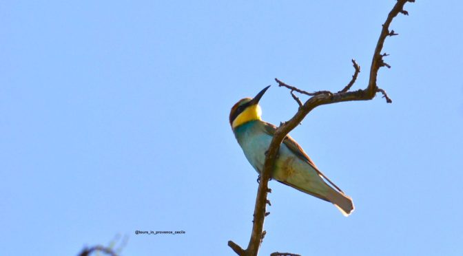Birdwatching in Camargue