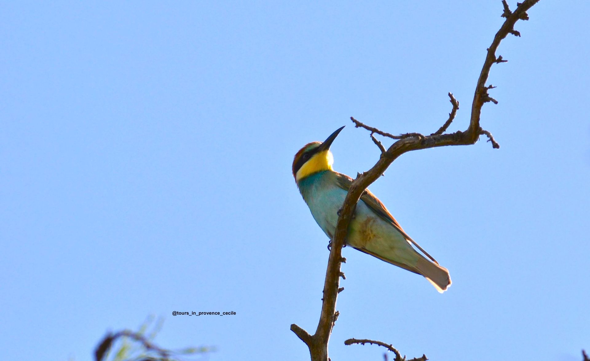 Bee Eater