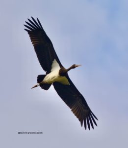 Blackstork Cigognenoire