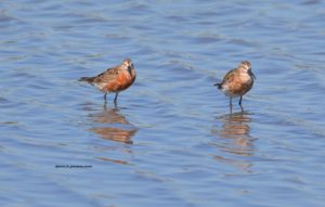 Curlew Sandpiper