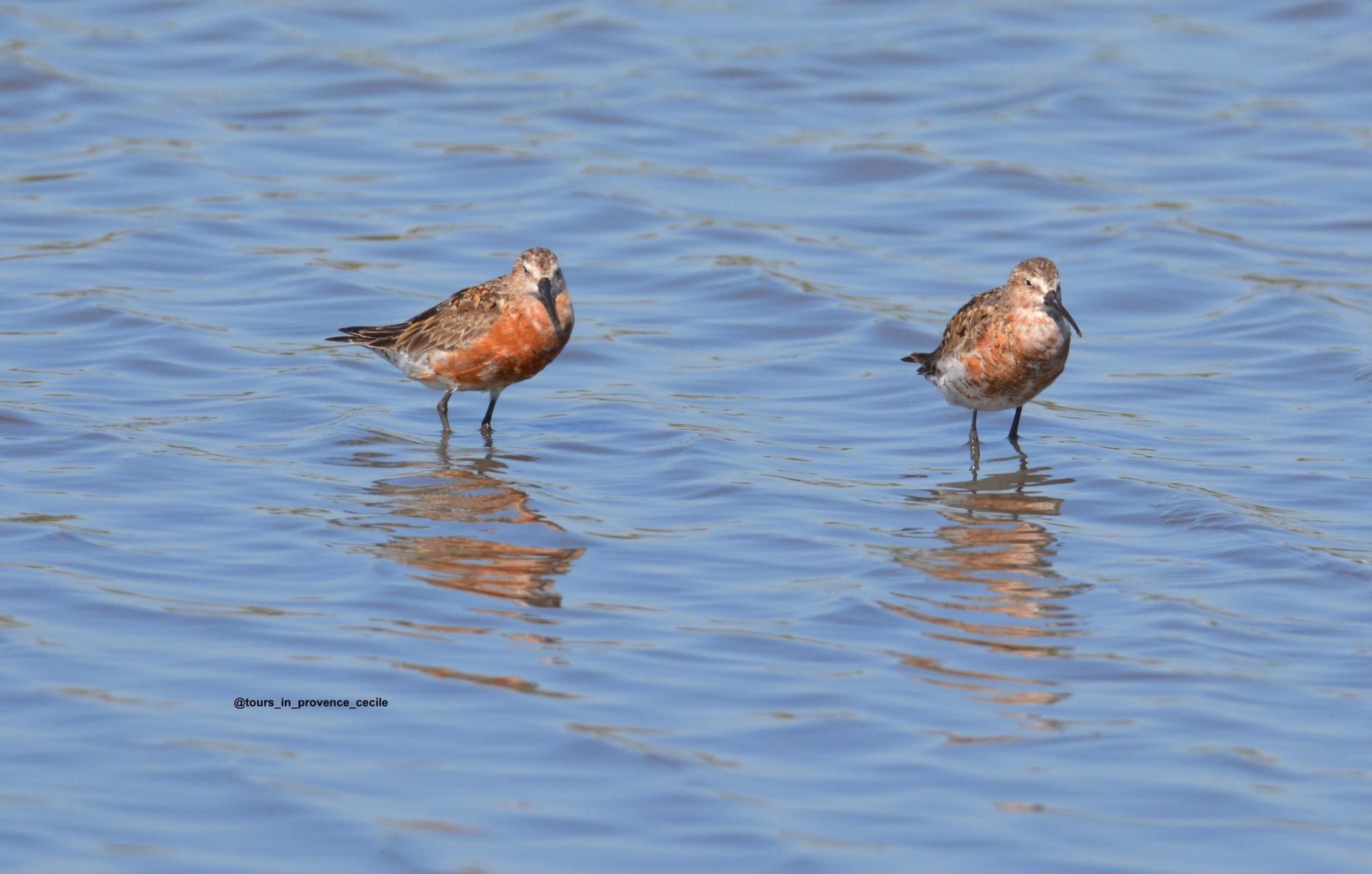 Curlew Sandpiper