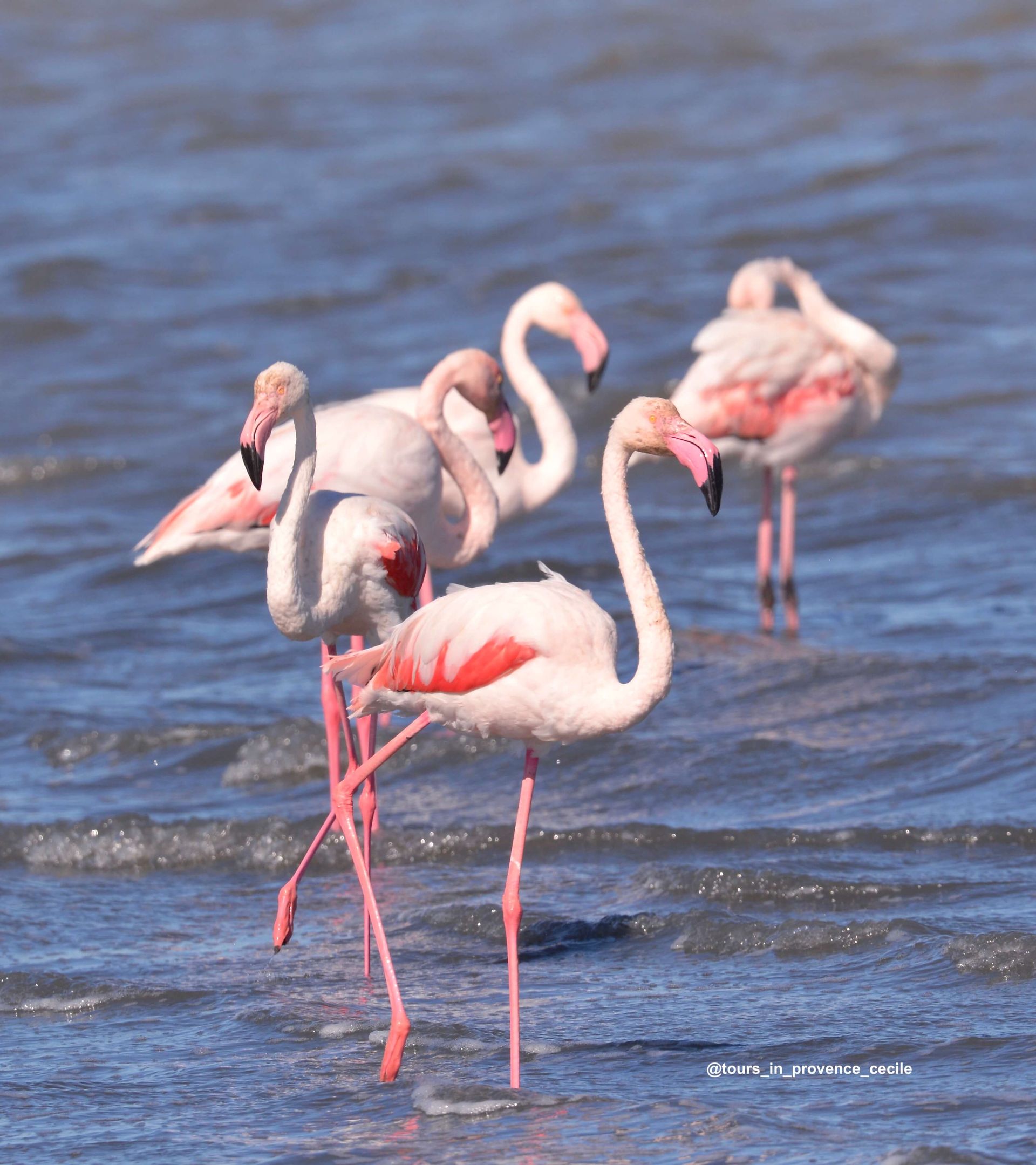 Great Flamingo