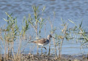 greenshank