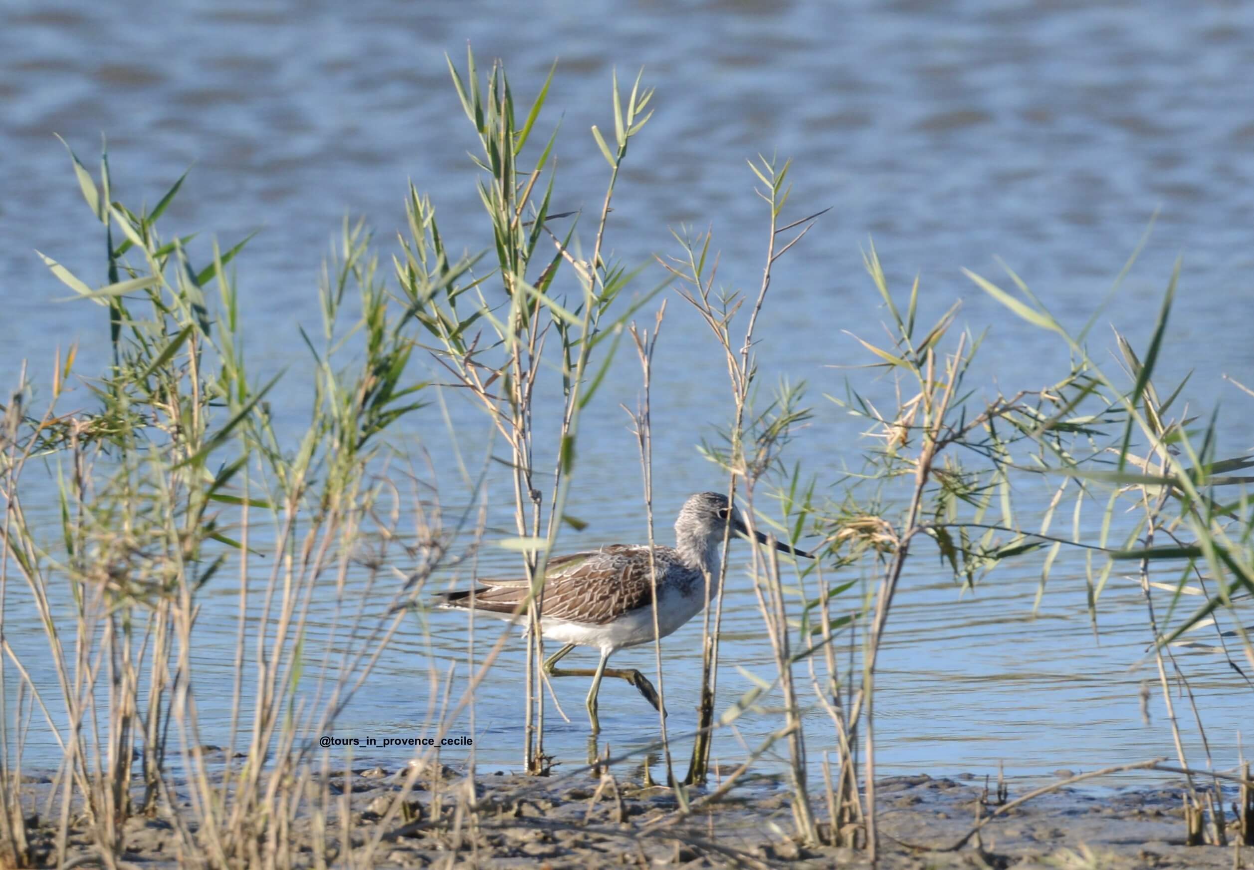 greenshank