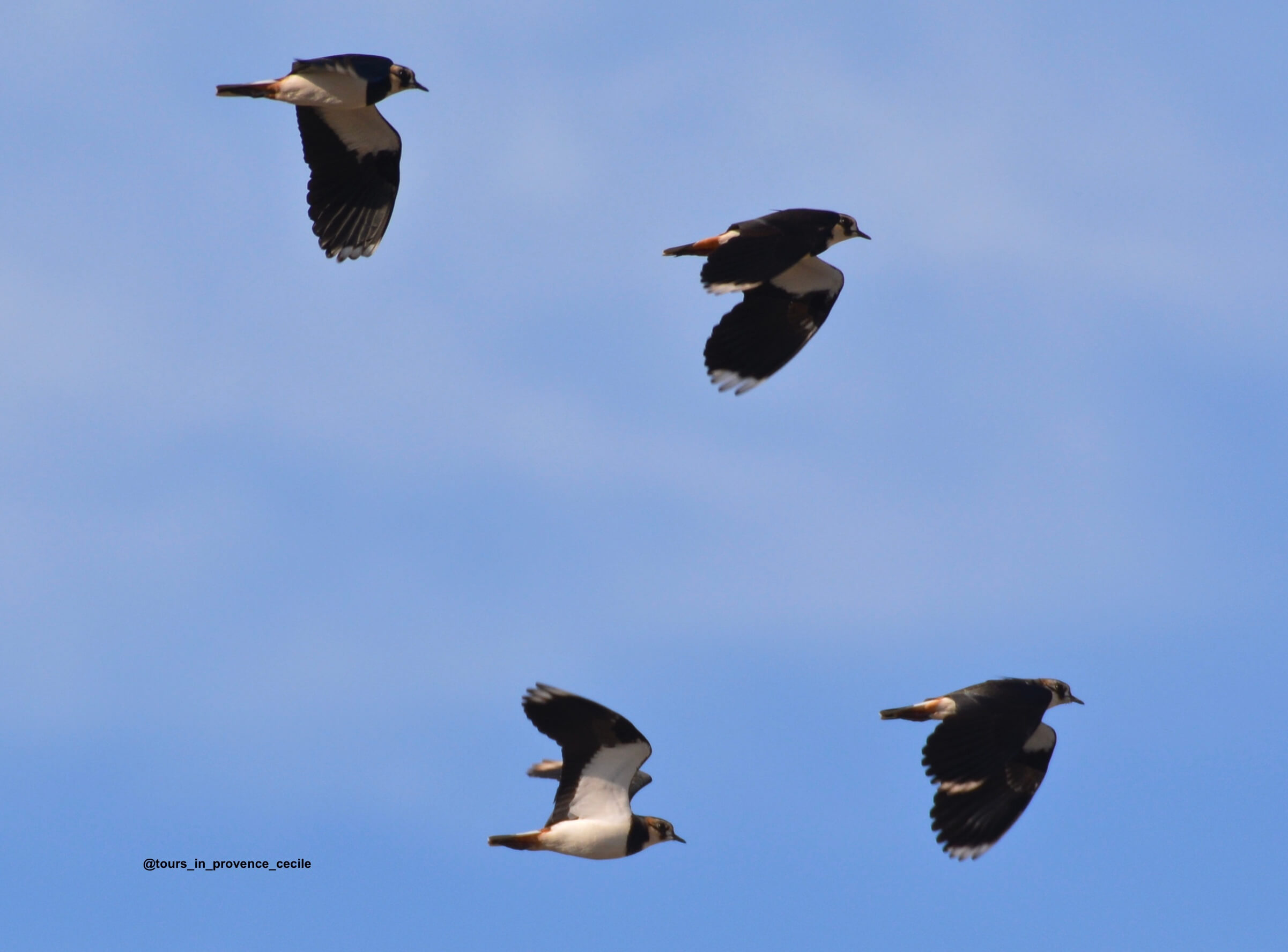 Lapwing