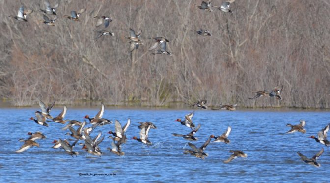 Let’s go birdwatching in Camargue !