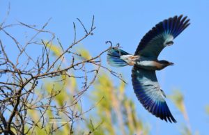 Rollier Europe Eygaliere Destet