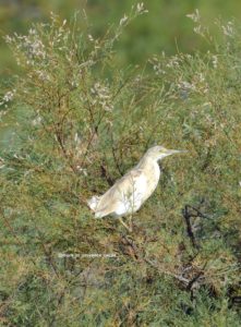 Squacco Heron