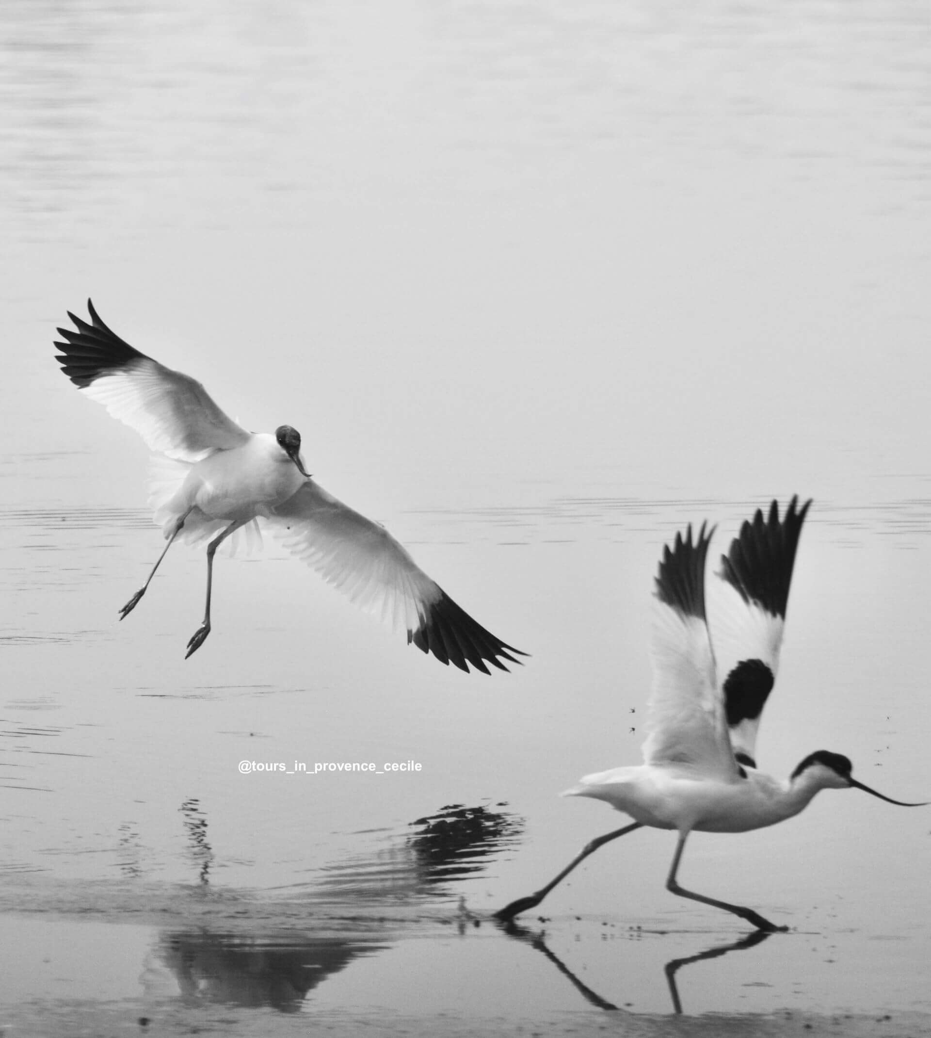 avocettes-elegantes