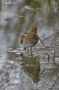 becassine-des-marais