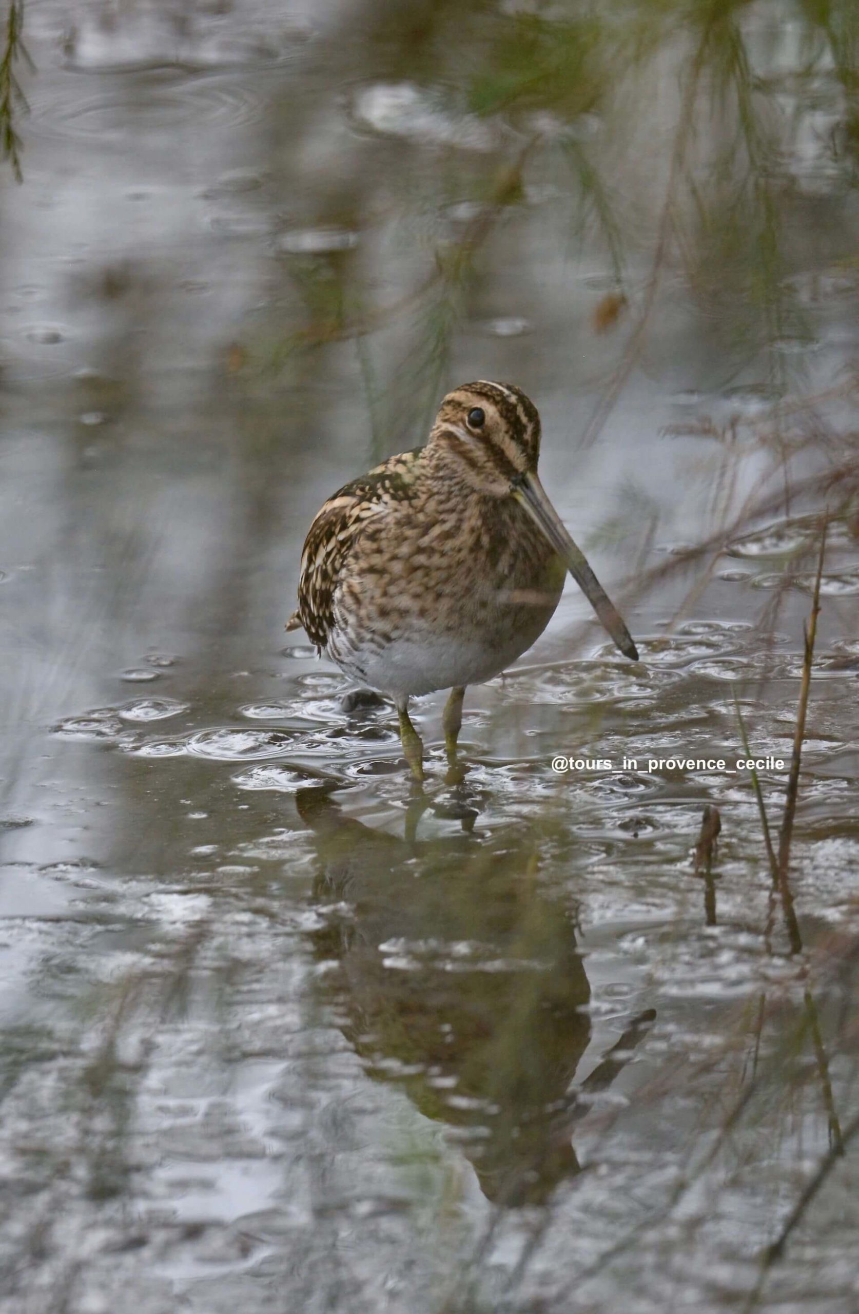 becassine-des-marais