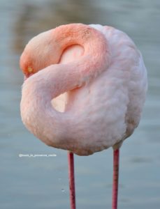 flamant-portrait