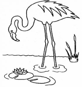 flamant-rose