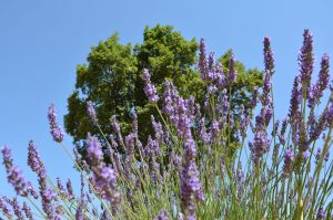 tour-lavande-verdon