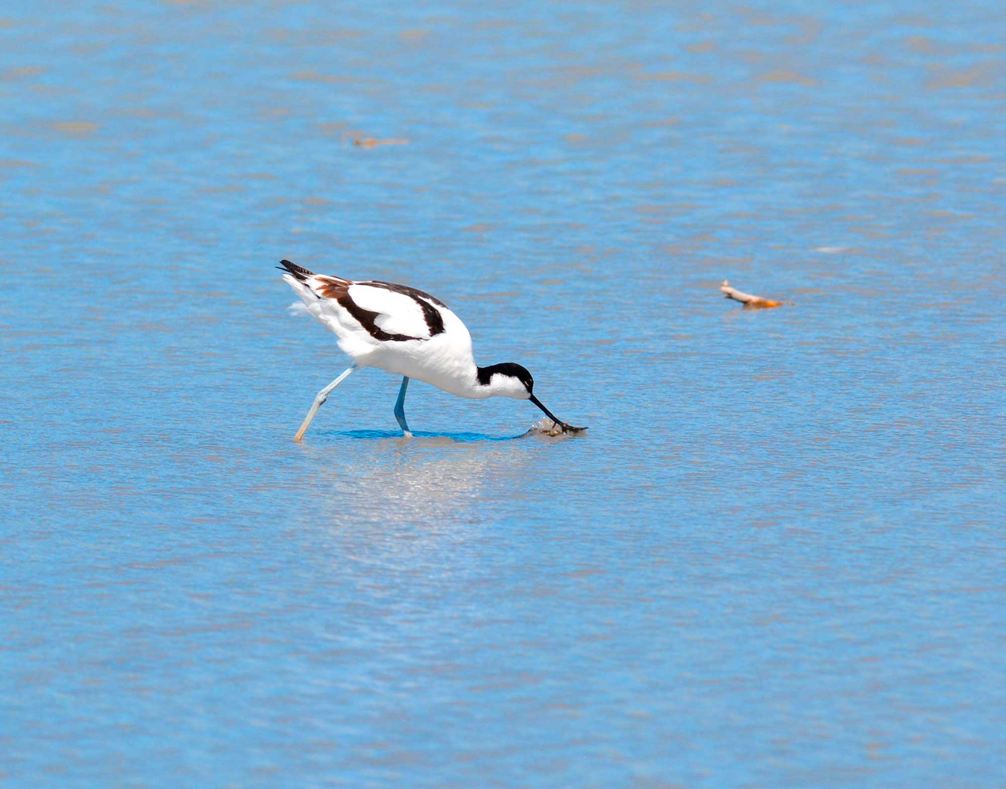 avocette-elegante