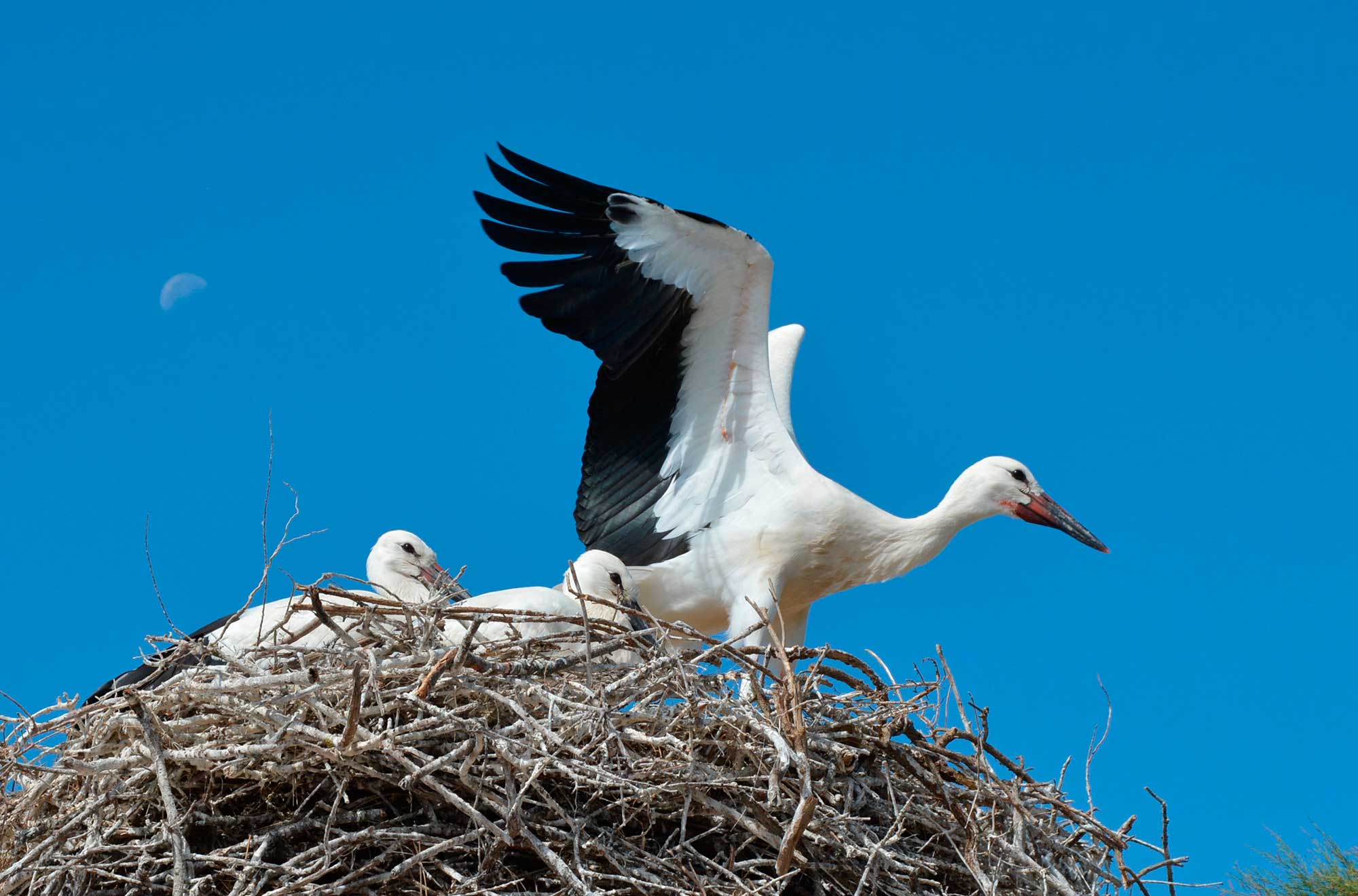 cigognes-blanches