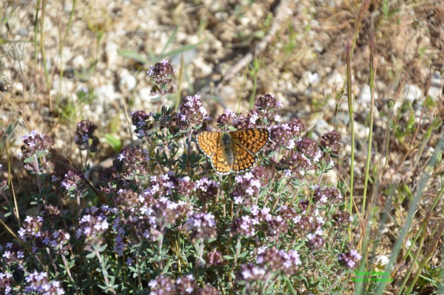 Flower & Butterfly