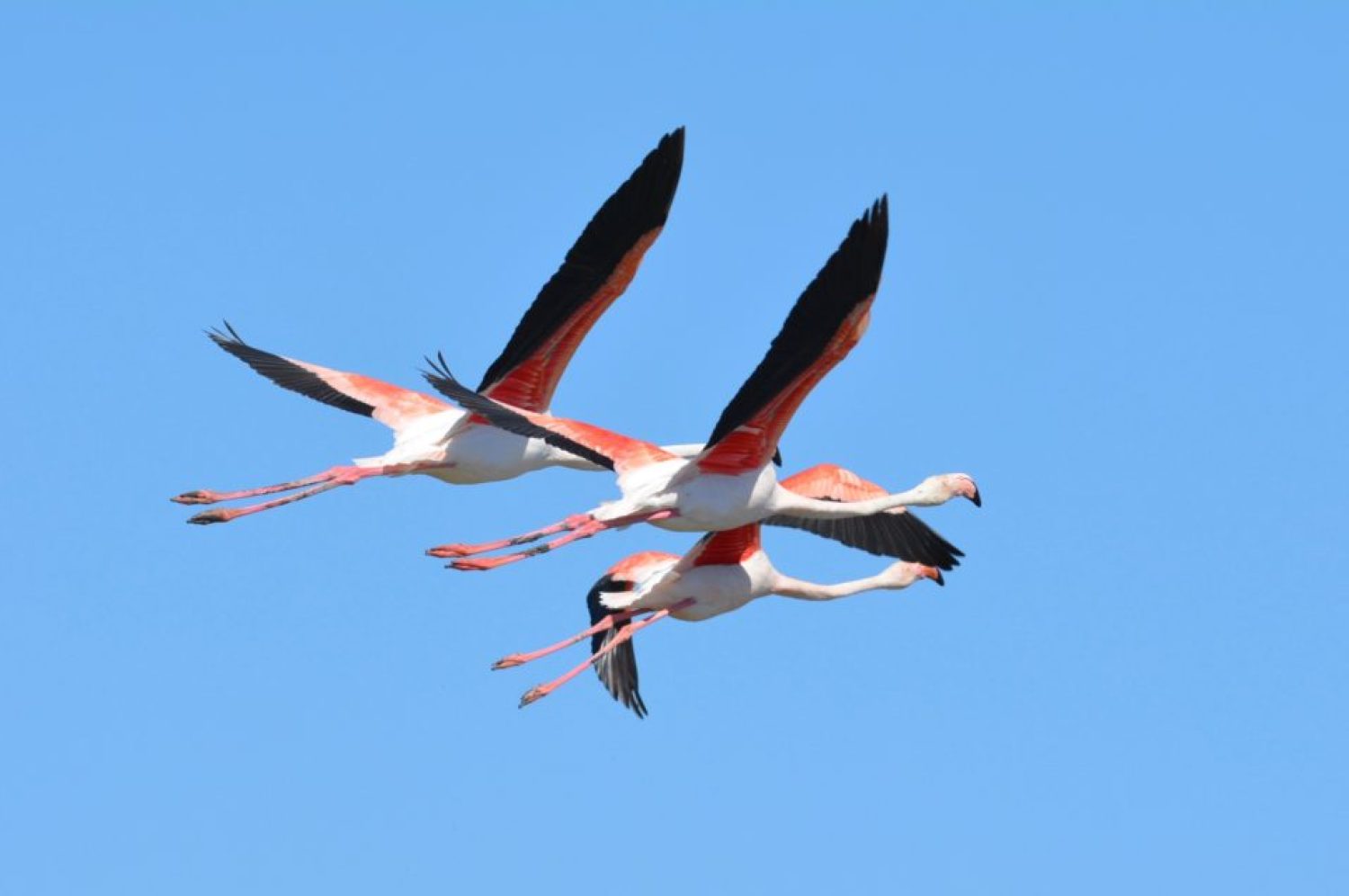 Birdwatching in Camargue