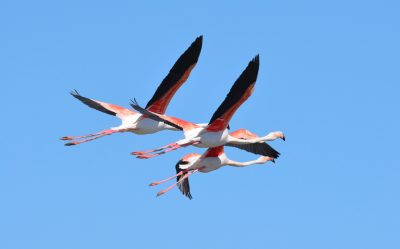 Birdwatching in Camargue