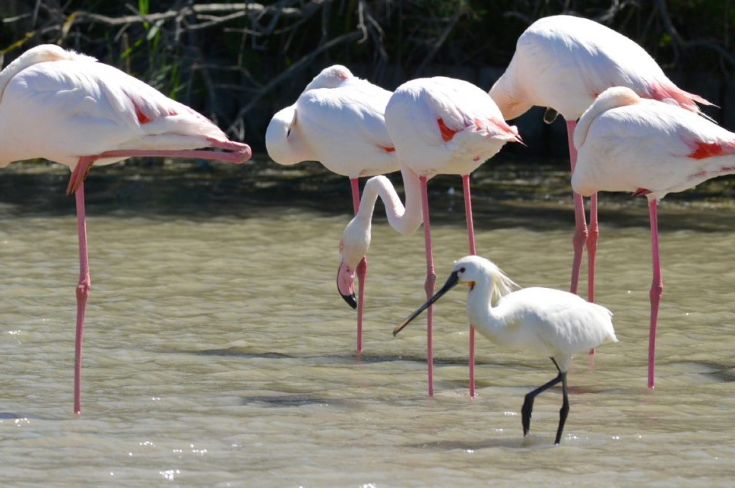 Birdwatching in Camargue