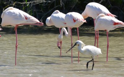 Birdwatching in Camargue