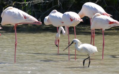 Birdwatching in Camargue