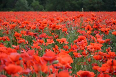 Poppies fields in Provence