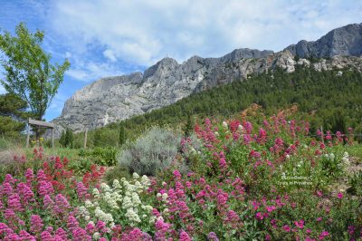 Wild Flowers of Provence