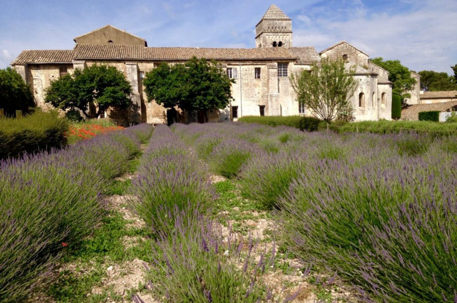 Vincent Van Gogh in St-Remy-de-Provence