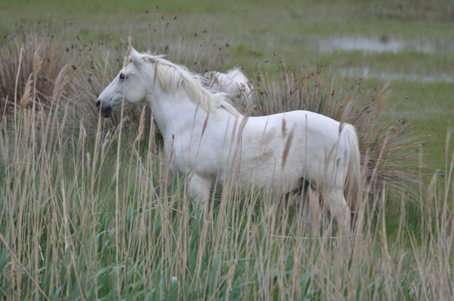 White horses