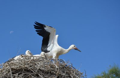 Birdwatching in Camargue