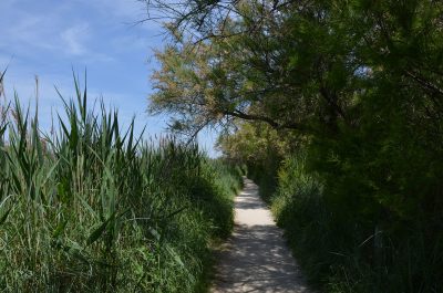 Reeds and Tamarisk