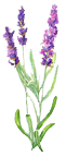 lavanda tallo