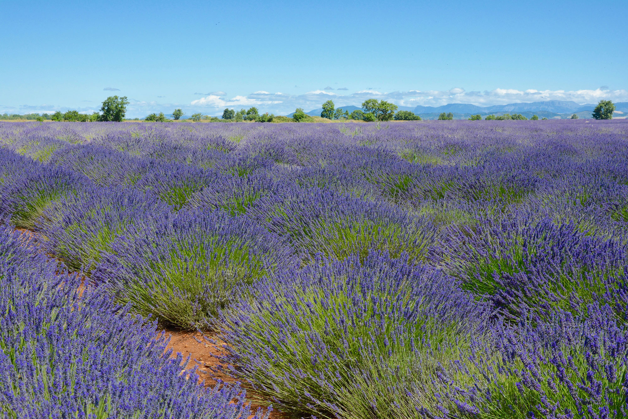 campos lavanda