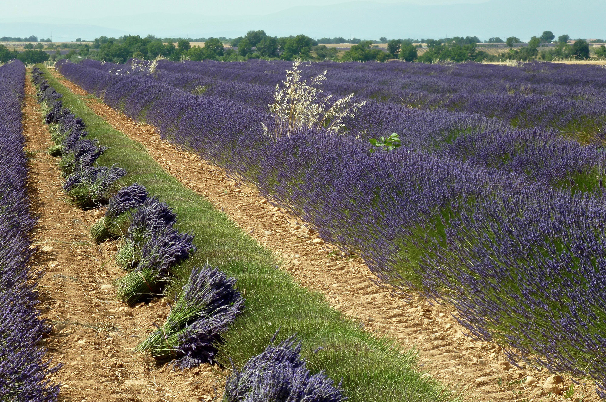 lavanda cosecha