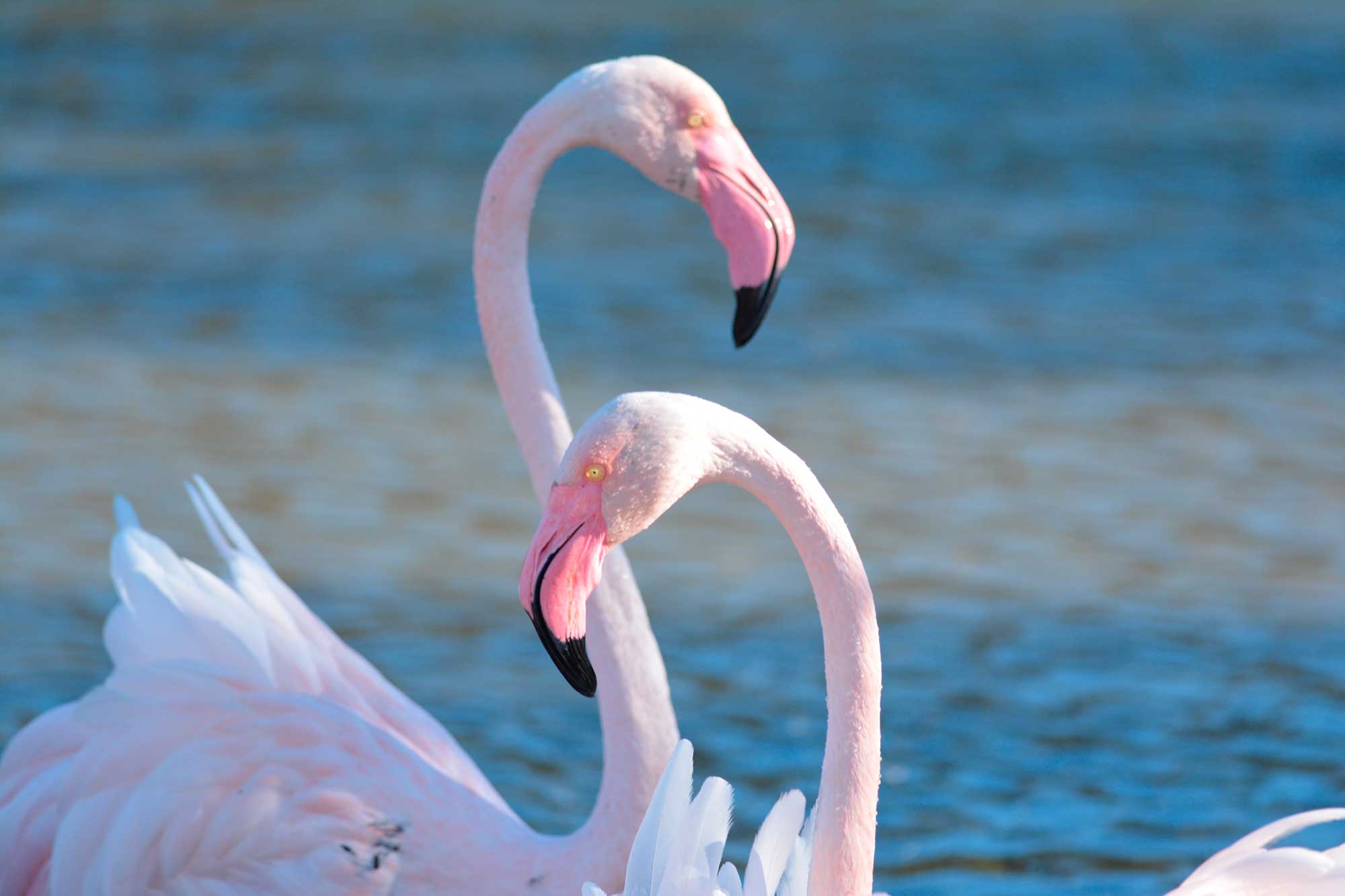 flamands-roses