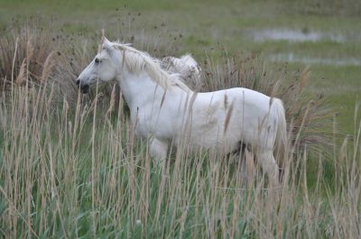 Caballos de Camargue