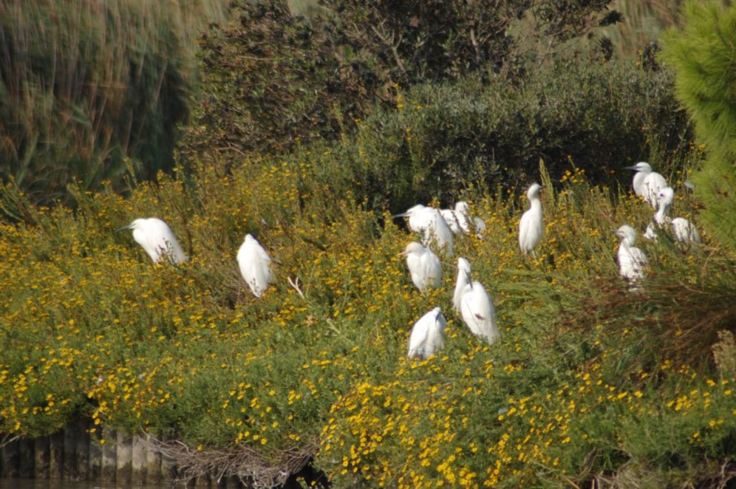 Garza blanca