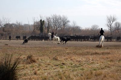 Toros de Camargue