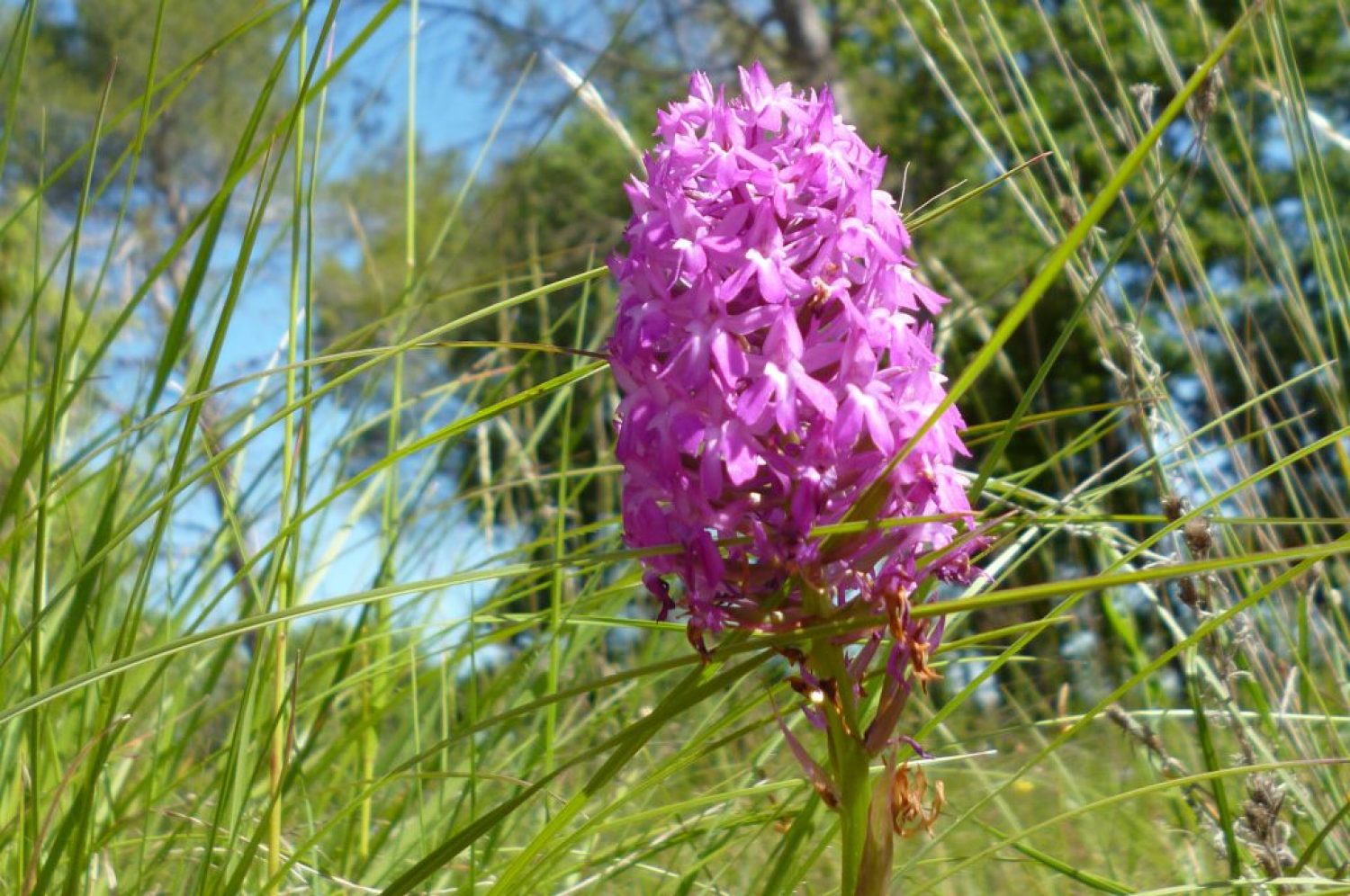 orquídeas silvestres